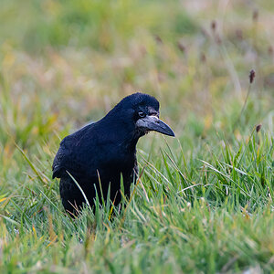 DSC2053 B Ps w