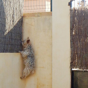 El.Gato.5