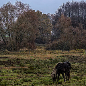 Moorweide