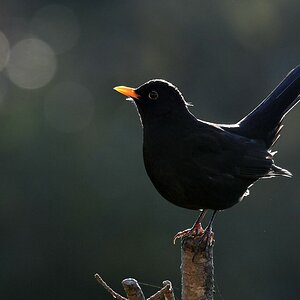 comp DSC 2992

Amsel