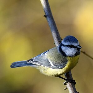 comp DSC 2980

Blaumeise