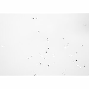 AusP1000485