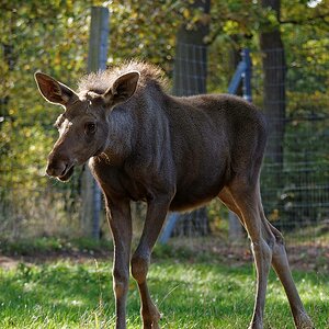 Elchkalb II