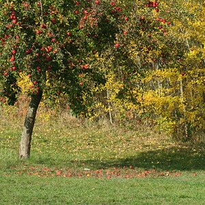 Apfelbaum