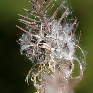 Blüte