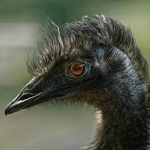 Auge wurde aufgehellt / MHX2538K Dxo+xl