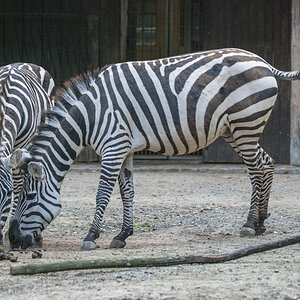 Zebras