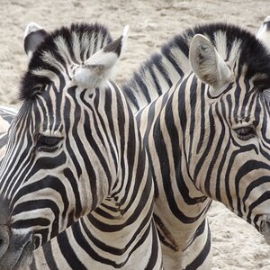 Zebra vorm Spiegel?
