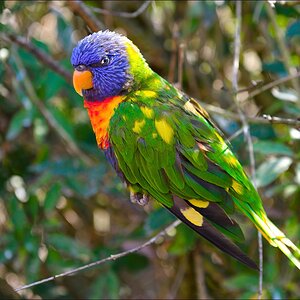 comp 16355   Vogelpark Marlow