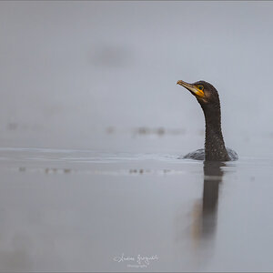 D85 4957 Kormoran