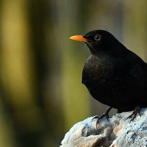 comp DSC 9559

Amsel