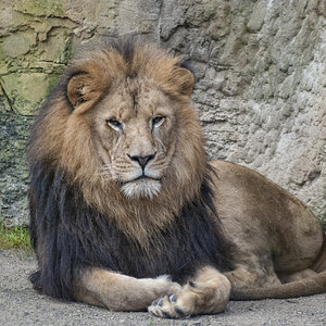 Löwe