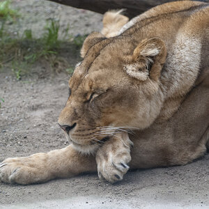 Löwin