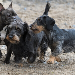 Hunde Action 01
