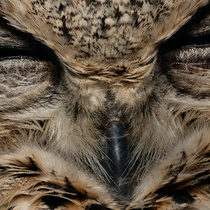ISO 110, f/5.6, 1/500 s, 300 mm. Exportiert aus DXO mit Einstellung "bikubisch". "Bikubisch schärfer" täte den Augen weh.
