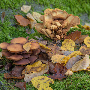 Pilze