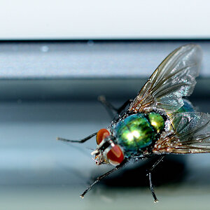 Fliege m. Blitz DSC 4600