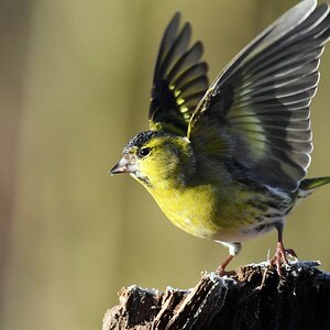 comp DSC 6249
