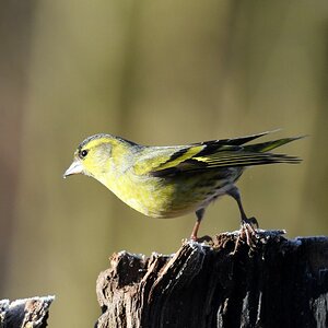 comp DSC 6252