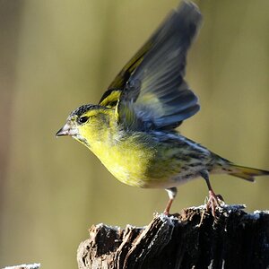 comp DSC 6251