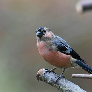comp DSC 3303