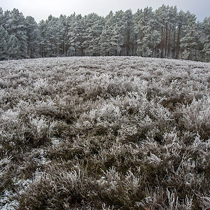 Winterheide