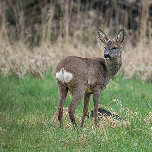 D50 3661 vorjähriger Bock mit sprießenden Gehörn IA 4 2108
