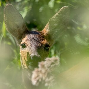 D50 6488 Reh gut versteckt IA 7 2018