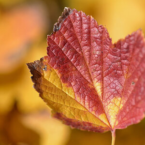 herbstlaub johannisbeeren