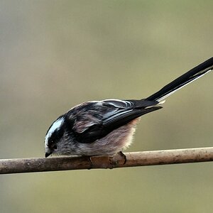 comp DSC 6880