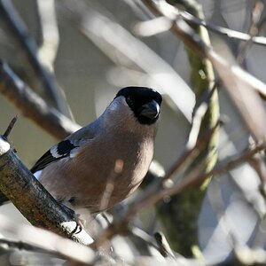 comp DSC 6500