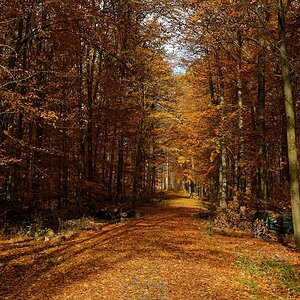 Herbstlicher Waldweg