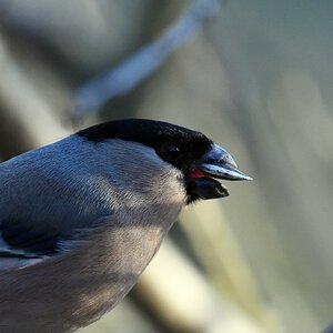 comp DSC 6794