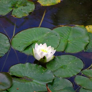 Seerose