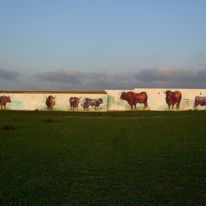 Bei Conil de la Frontera, Andalusien