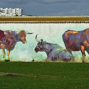 Bei Conil de la Frontera, Andalusien