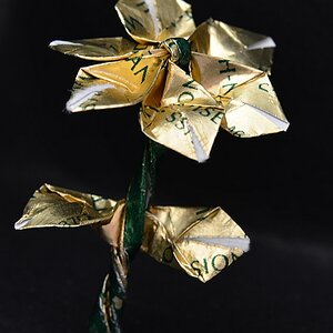 DSC 4531