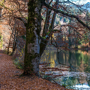 Herbstlaub am Uferweg