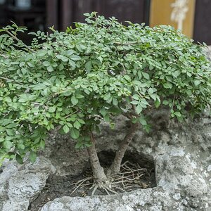 Bonsai