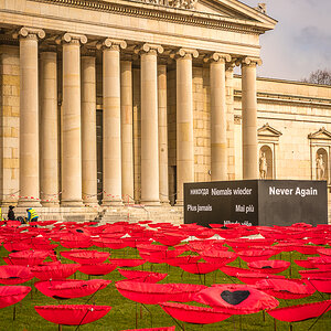 Mohnblumen Königsplatz 1