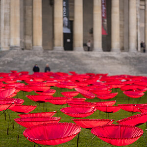 Mohnblumen Königsplatz 2