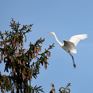 Silberreiher 01