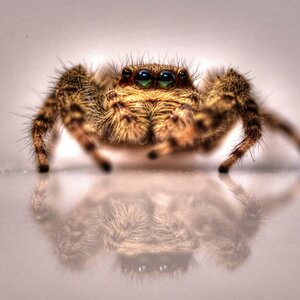 ChristianRöß 0471NikonD750 Springspinne 2 2019 DxO