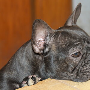 g bully 4