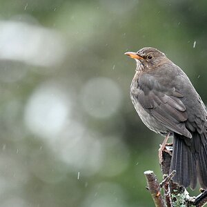 comp DSC 1920

Amsel