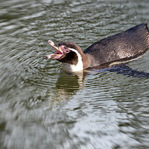 humboldpinguin 1200