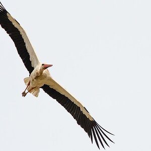 Flugstorch klein