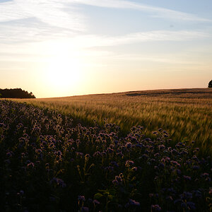 Feld