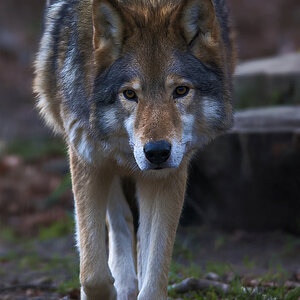 Timberwolf