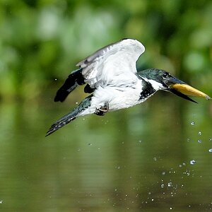 Frau Amazonasfischer (Amazon Kingfisher) nach erfolgreicher Schnäppchenjagd

s825 PantanalHotel AmazonKingfisher 9752